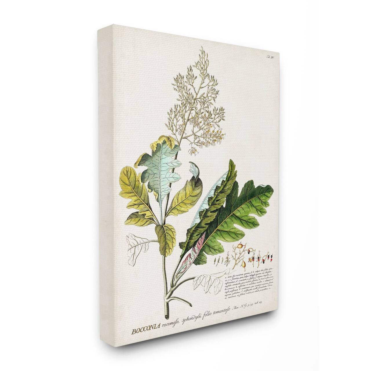 Stupell Industries Vintage Botanical Illustration Canvas Wall Art